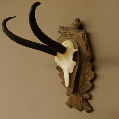 Corno camoscio con scultura - corno, di