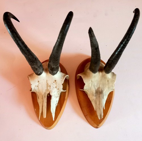 Coppia trofei camoscio - coppia,