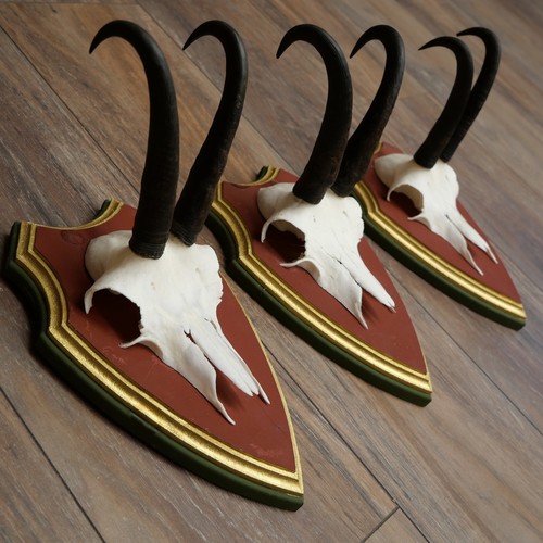 Trofeo legno cirmolo - trofeo,