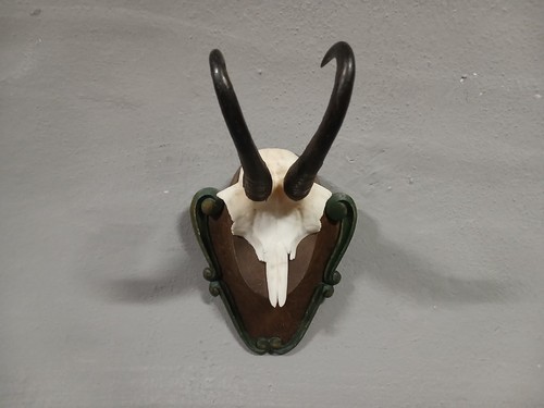 Vecchio trofeo originale - ,