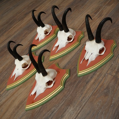 Antlers camosci gamsen bock - 5x,